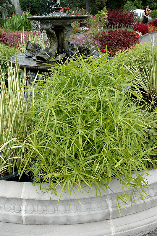 Umbrella Plant (Cyperus alternifolius) at Flagg's Garden Center
