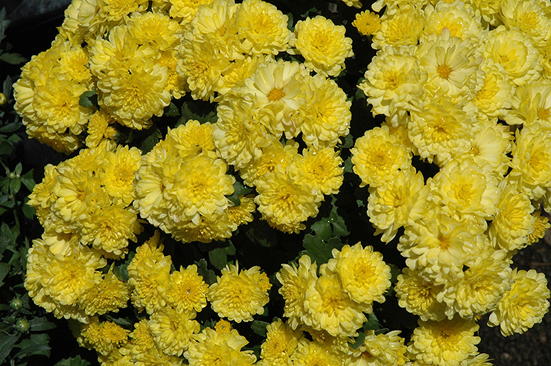 Ursula Sunny Yellow Chrysanthemum (Chrysanthemum 'Ursula Sunny Yellow') at Flagg's Garden Center