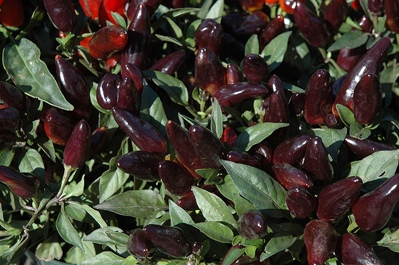 Peruvian Purple Ornamental Pepper (Capsicum annuum 'Peruvian Purple') at Flagg's Garden Center
