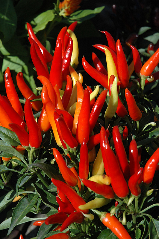 Chilly Chili Ornamental Pepper (Capsicum annuum 'Chilly Chili') at Flagg's Garden Center