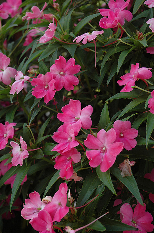 SunPatiens Vigorous Pink New Guinea Impatiens (Impatiens 'SunPatiens Vigorous Pink') at Flagg's Garden Center