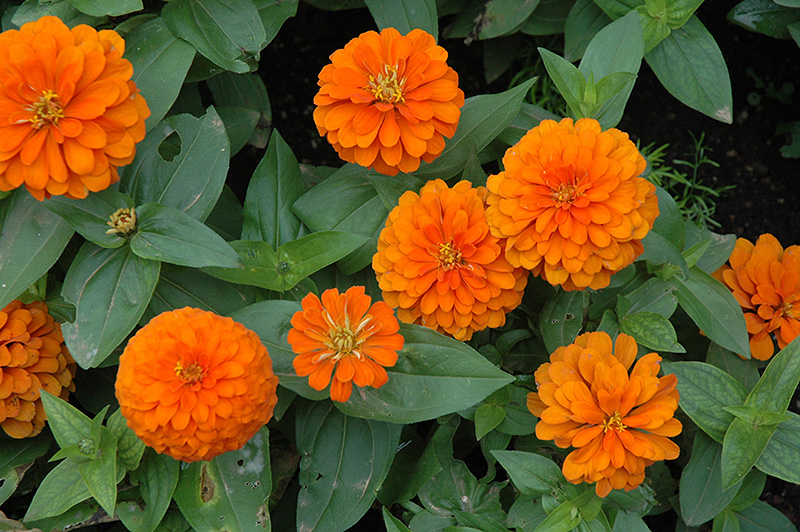 Magellan Orange Zinnia (Zinnia 'Magellan Orange') at Flagg's Garden Center