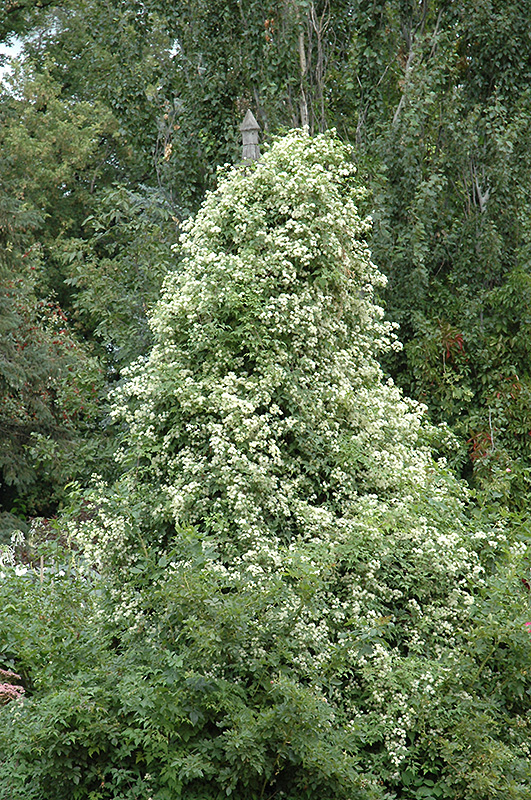 Sweet Autumn Clematis (Clematis terniflora) at Flagg's Garden Center