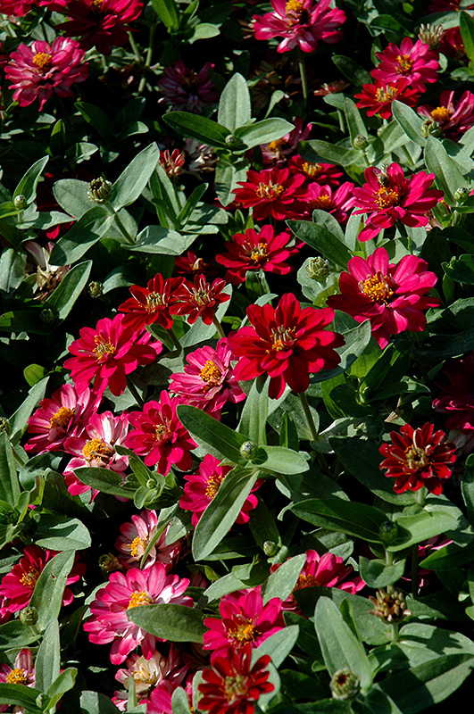 Profusion Double Cherry Zinnia (Zinnia 'Profusion Double Cherry') at Flagg's Garden Center