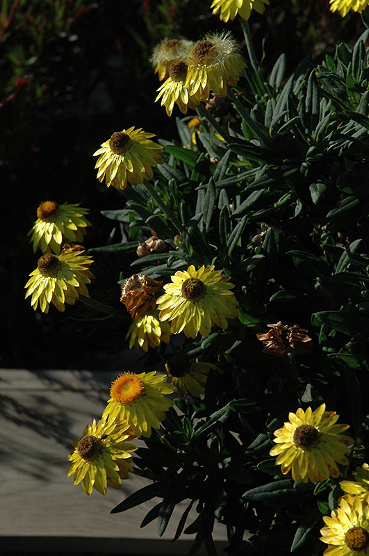 Mohave Yellow Strawflower (Bracteantha bracteata 'KLEBB08392') at Flagg's Garden Center