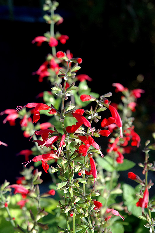 Summer Jewel Red Sage (Salvia 'Summer Jewel Red') at Flagg's Garden Center