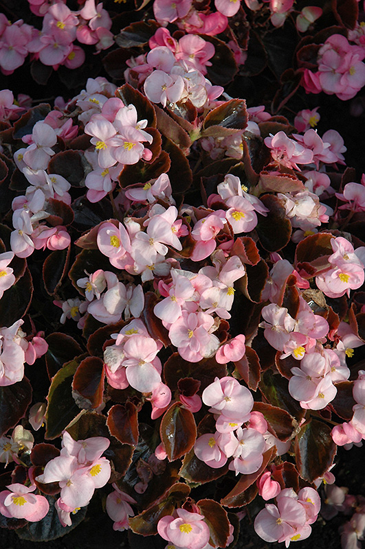 Yin Pink Begonia (Begonia 'Yin Pink') at Flagg's Garden Center