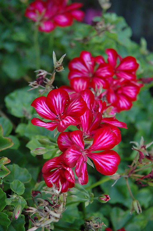 ivy geranium leaf ice precision pelargonium plants peltatum flowers plant tagawa gardens minnesota center garden mn