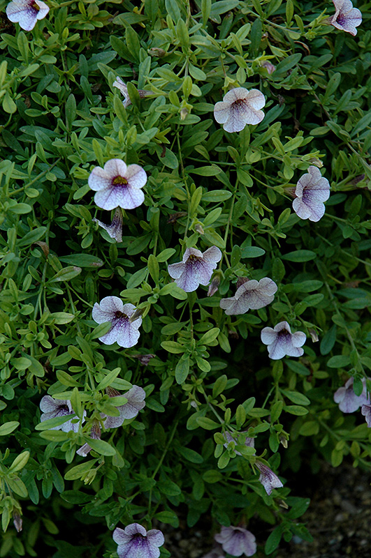 Superbells Trailing Lilac Mist Calibrachoa (Calibrachoa 'Superbells Trailing Lilac Mist') at Flagg's Garden Center