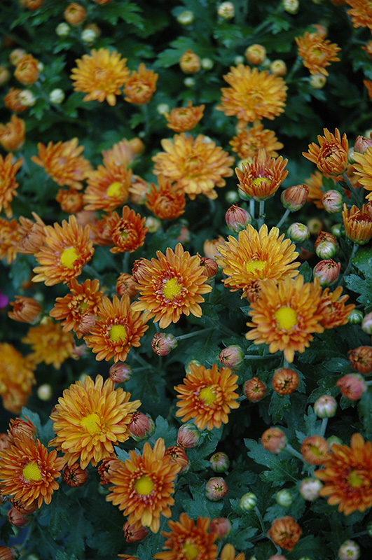 Sunset Orange Chrysanthemum (Chrysanthemum 'Sunset Orange') at Flagg's Garden Center