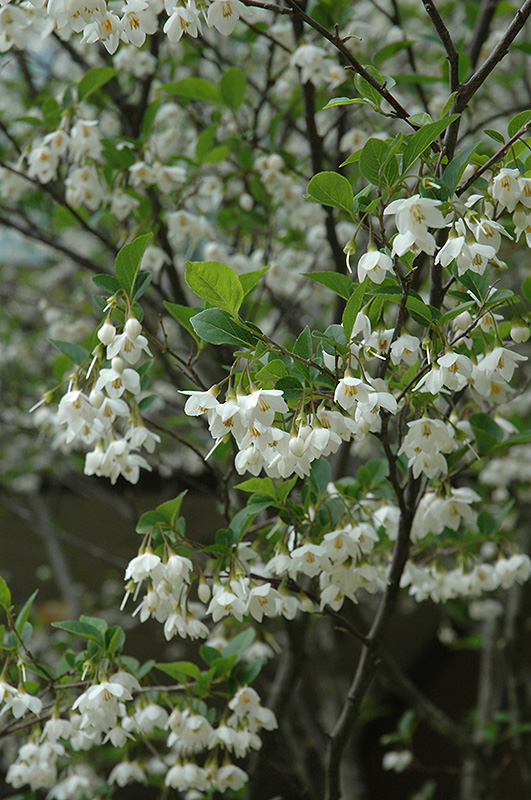 Japanese Snowbell (Styrax japonicus) at Flagg's Garden Center