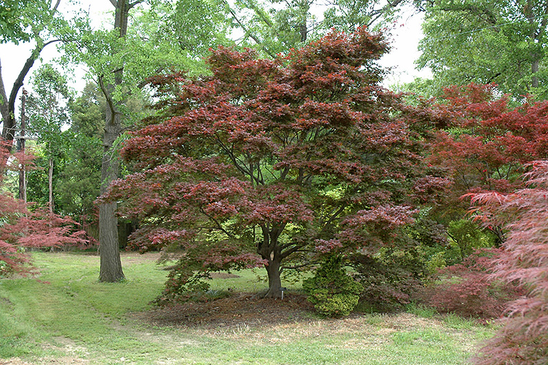 Ribbon-leaf Japanese Maple (Acer palmatum 'Atrolineare') at Flagg's Garden Center