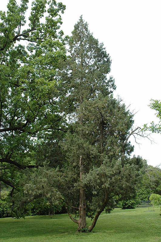 Keteleer Juniper (Juniperus chinensis 'Keteleeri') at Flagg's Garden Center
