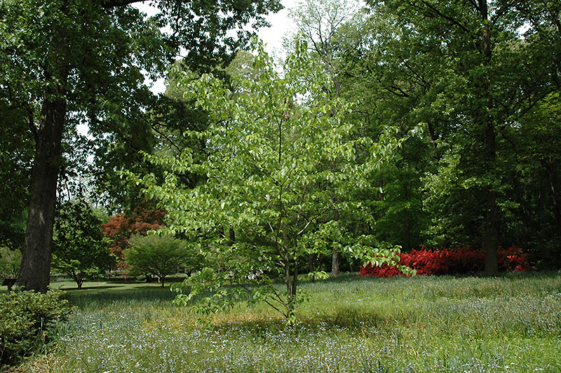 Dove Tree (Davidia involucrata) at Flagg's Garden Center