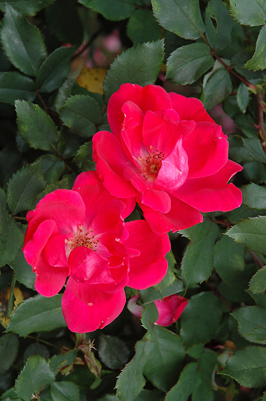 Red Knock Out Rose (Rosa 'Red Knock Out') at Flagg's Garden Center