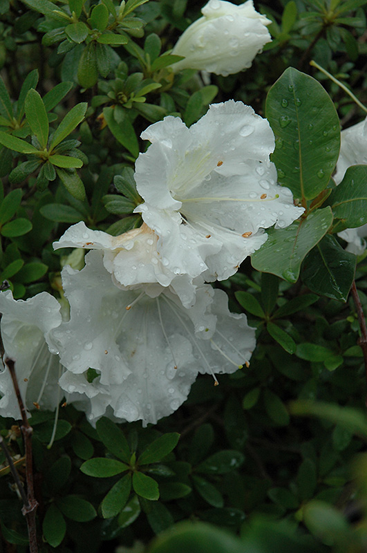Gumpo White Azalea (Rhododendron 'Gumpo White') at Flagg's Garden Center