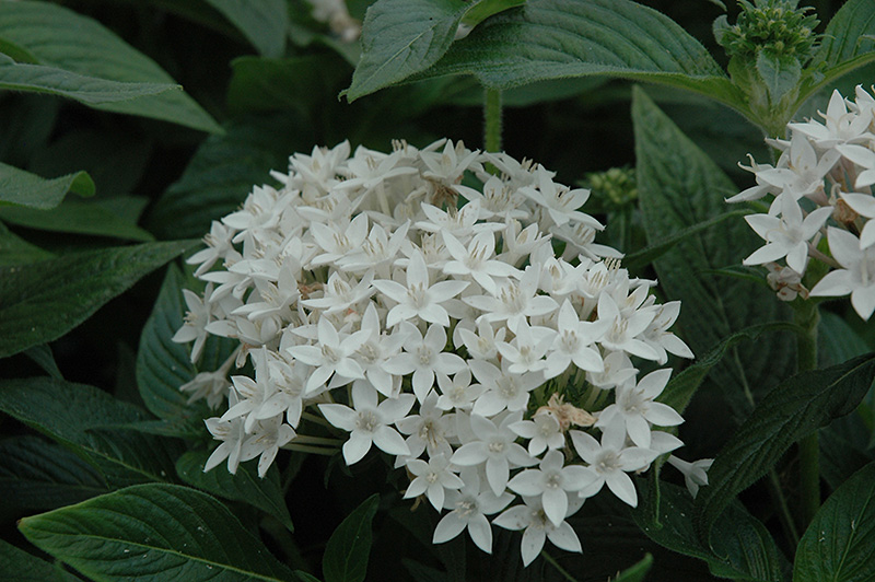 Butterfly White Star Flower (Pentas lanceolata 'Butterfly White') at Flagg's Garden Center