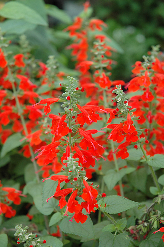 Lady In Red Sage (Salvia coccinea 'Lady In Red') at Flagg's Garden Center