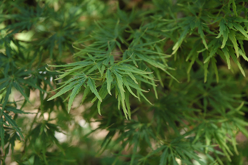 Green Mist Japanese Maple (Acer palmatum 'Green Mist') at Flagg's Garden Center