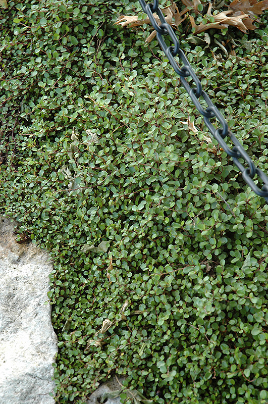 Creeping Wire Vine (Muehlenbeckia axillaris) at Flagg's Garden Center