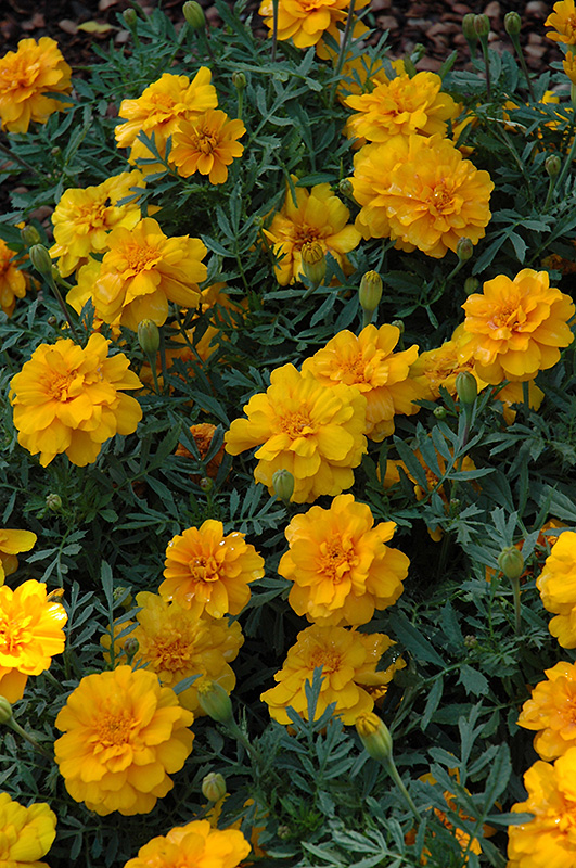Alumia Gold Marigold (Tagetes patula 'Alumia Gold') at Flagg's Garden Center