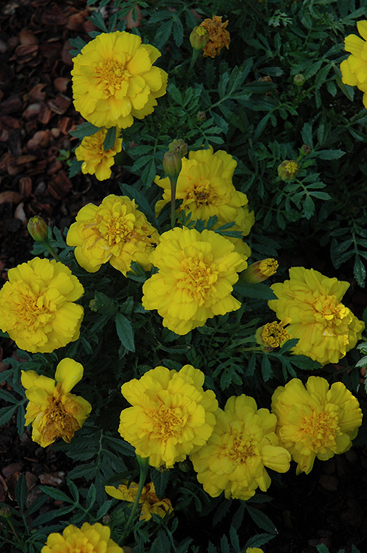Alumia Yellow Marigold (Tagetes patula 'Alumia Yellow') at Flagg's Garden Center