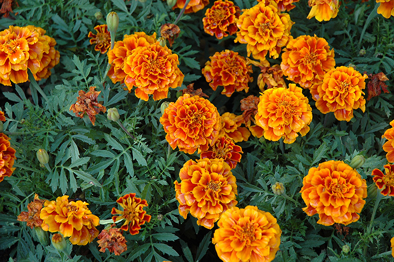 Alumia Flame Marigold (Tagetes patula 'Alumia Flame') at Flagg's Garden Center