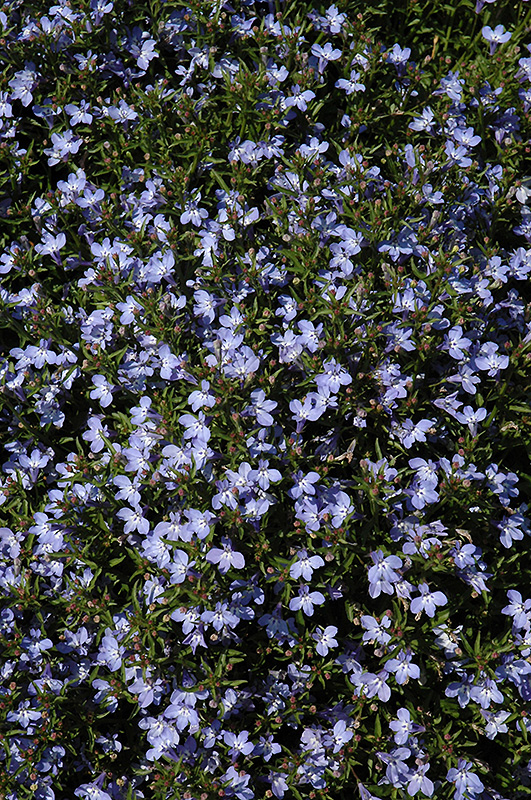 Techno Light Blue Lobelia (Lobelia erinus 'Techno Light Blue') at Flagg's Garden Center
