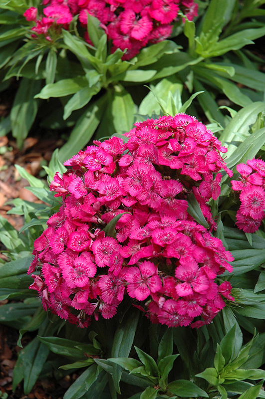 Barbarini Rose Sweet William (Dianthus barbatus 'Barbarini Rose') at Flagg's Garden Center