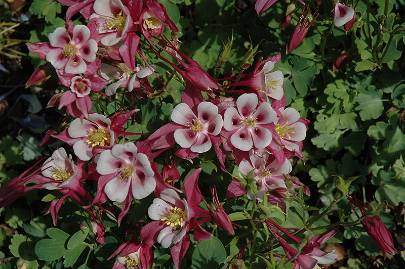 Origami Rose and White Columbine (Aquilegia 'Origami Rose and White') at Flagg's Garden Center