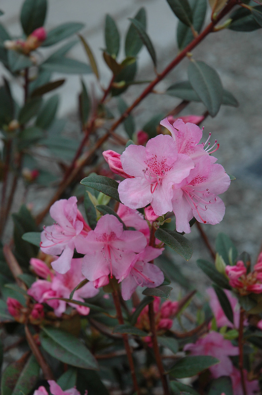 Aglo Rhododendron (Rhododendron 'Aglo') at Flagg's Garden Center