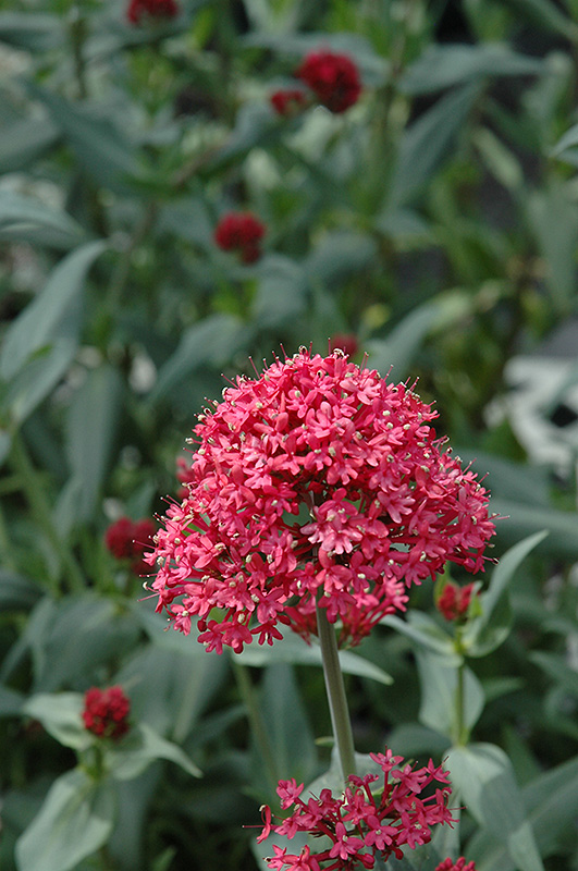 Red Valerian (Centranthus ruber var. coccineus) at Flagg's Garden Center