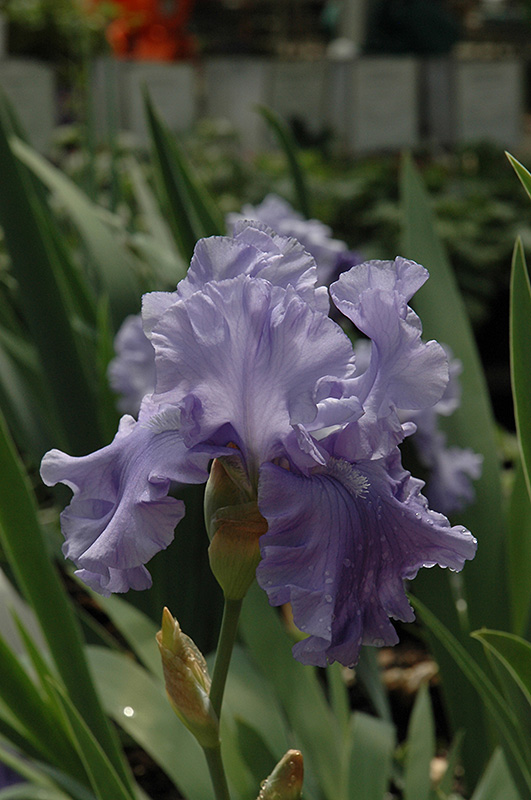 Abiqua Falls Iris (Iris 'Abiqua Falls') at Flagg's Garden Center