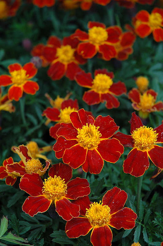 Disco Red Marigold (Tagetes patula 'Disco Red') at Flagg's Garden Center