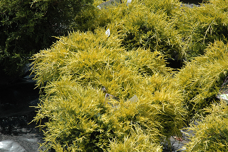 Sea Of Gold Juniper (Juniperus x media 'Sea Of Gold') at Flagg's Garden Center