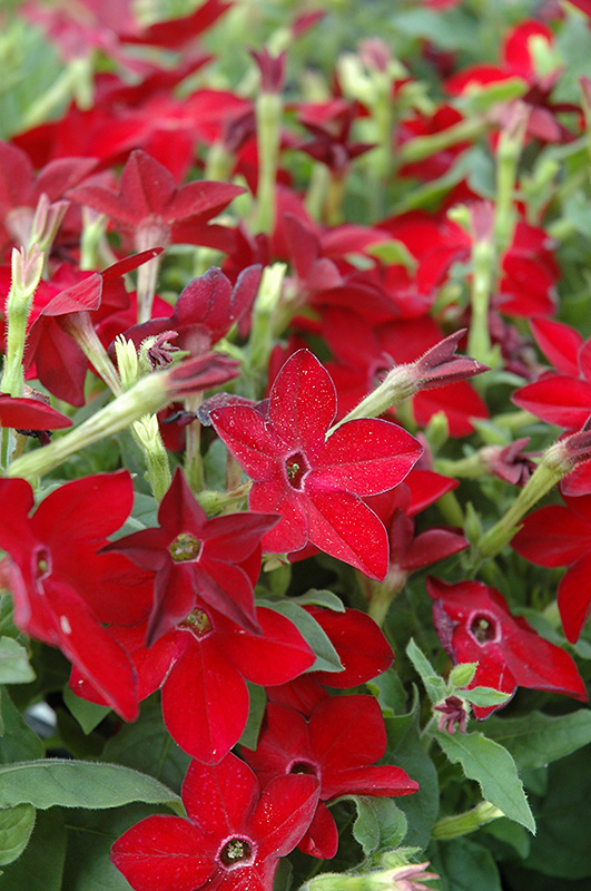 Starmaker Bright Red Flowering Tobacco (Nicotiana 'Starmaker Bright Red') at Flagg's Garden Center