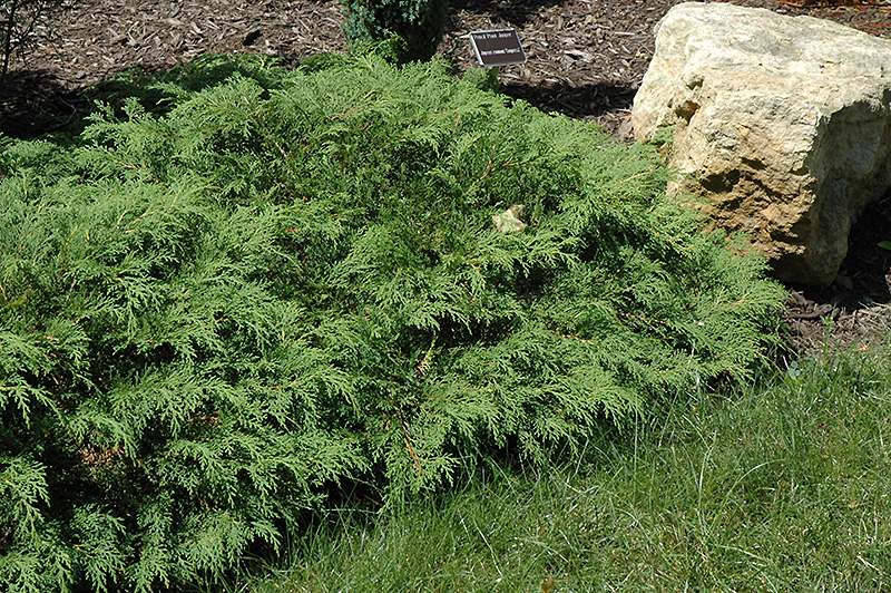 Russian Cypress (Microbiota decussata) at Flagg's Garden Center