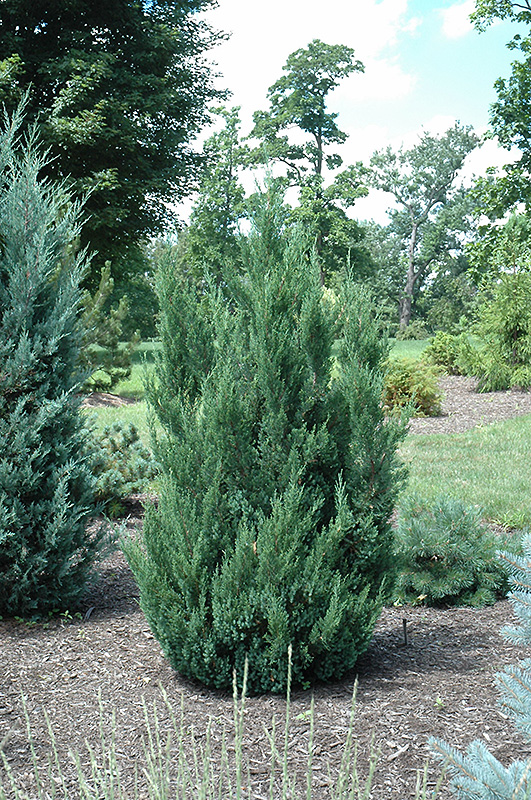 Blue Point Juniper (Juniperus chinensis 'Blue Point') at Flagg's Garden Center