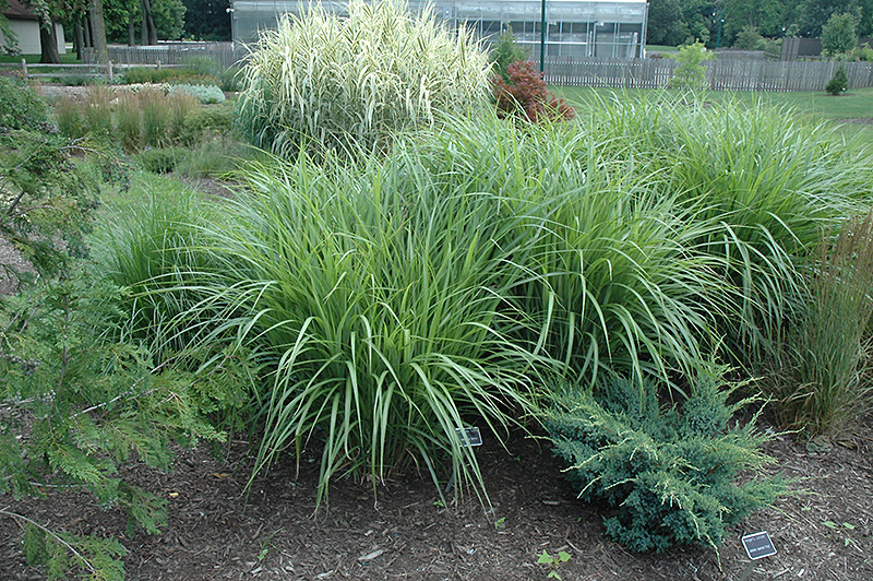 Silberfeder Maiden Grass (Miscanthus sinensis 'Silberfeder') at Flagg's Garden Center