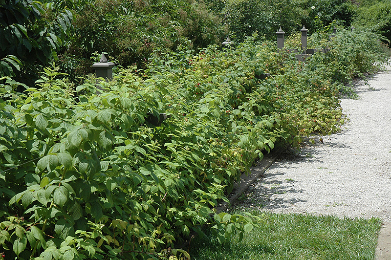Heritage Raspberry (Rubus 'Heritage') at Flagg's Garden Center
