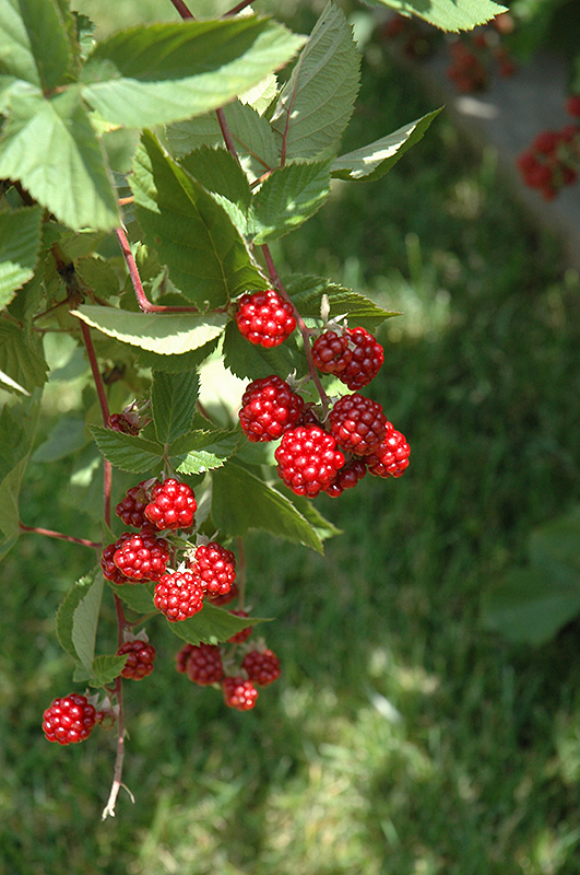 Heritage Raspberry (Rubus 'Heritage') at Flagg's Garden Center
