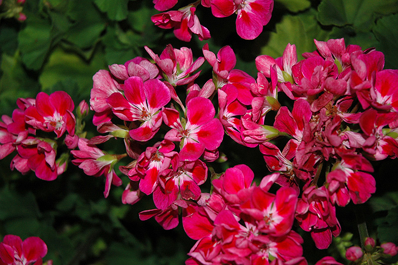 Savannah Hot Pink Sizzle Geranium (Pelargonium 'Savannah Hot Pink Sizzle') at Flagg's Garden Center