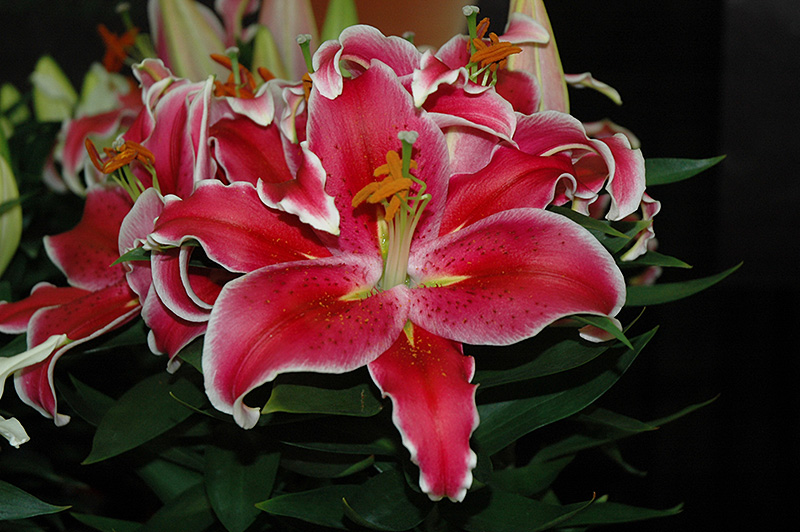 After Eight Lily (Lilium 'After Eight') at Flagg's Garden Center