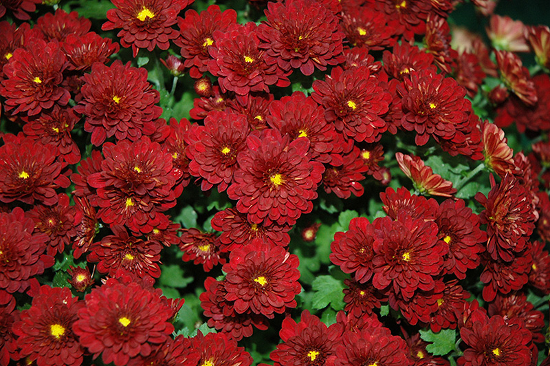 Meridian Deep Red Chrysanthemum (Chrysanthemum 'Meridian ...