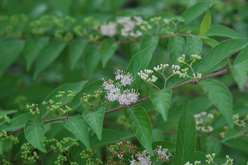 Issai Beautyberry (Callicarpa dichotoma 'Issai') at Flagg's Garden Center