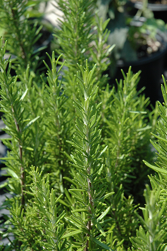 Barbeque Rosemary (Rosmarinus officinalis 'Barbeque') at Flagg's Garden Center