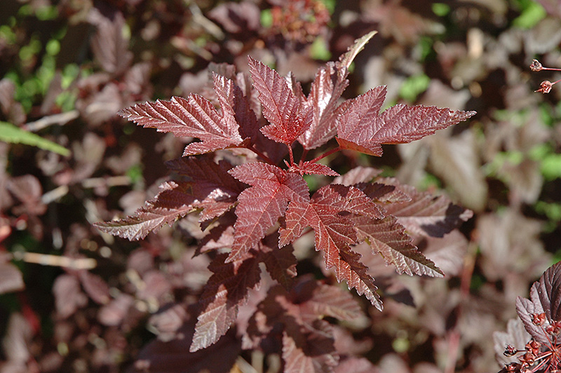 Lady In Red Ninebark (Physocarpus opulifolius 'Lady In Red') at Flagg's Garden Center