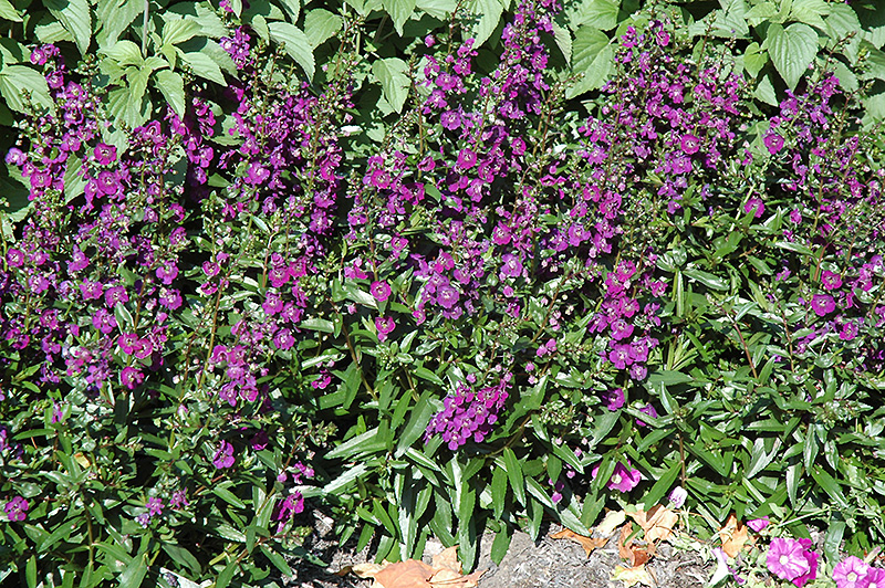 Angelface Dark Violet Angelonia (Angelonia angustifolia 'Angelface Dark Violet') at Flagg's Garden Center
