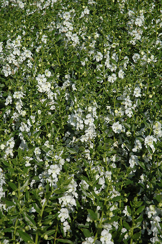 Angelface White Angelonia (Angelonia angustifolia 'Anwhitim') at Flagg's Garden Center