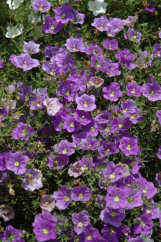 Purple Robe Cupflower (Nierembergia scoparia 'Purple Robe') at Flagg's Garden Center